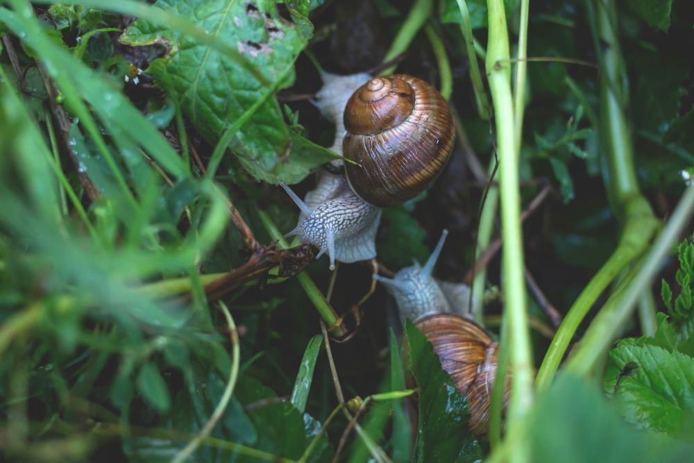 Common UK Garden Pests (And How To Deal With Them)