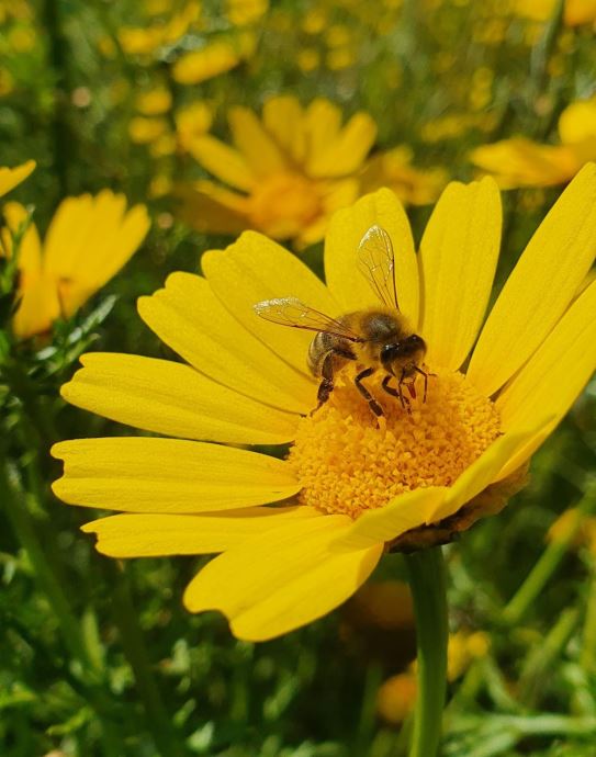 How To Make Your Garden Bee-Friendly For Spring