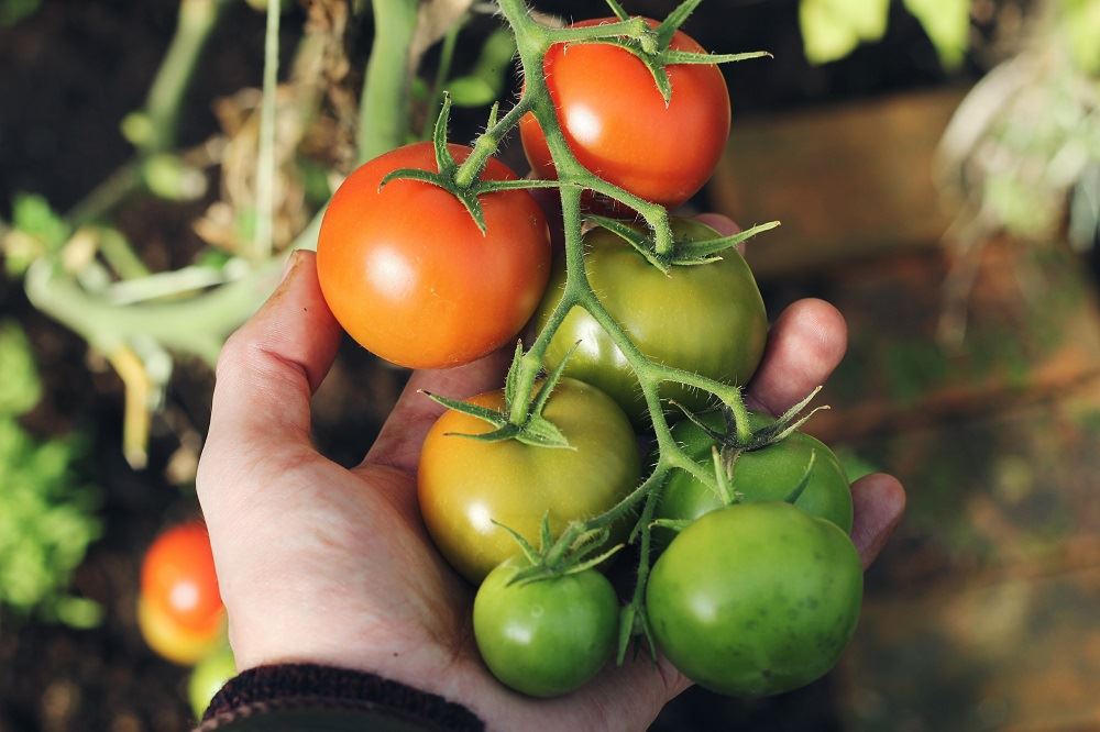 Your Guide to Creating a Vegetable Garden