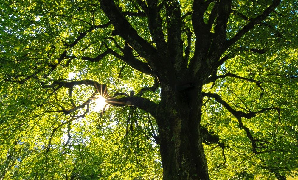 How To Tell If A Tree Needs Pruning